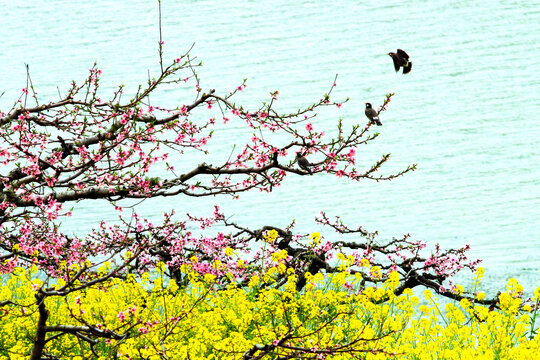 桃花风景