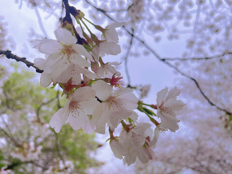 樱花