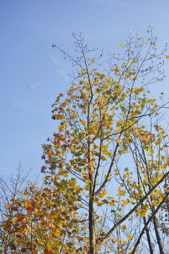 秋天小树