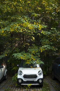 秋天停在树下的电动车