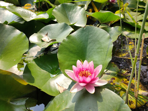 莲花