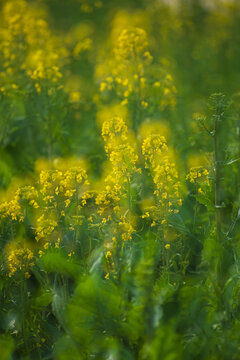 油菜花海