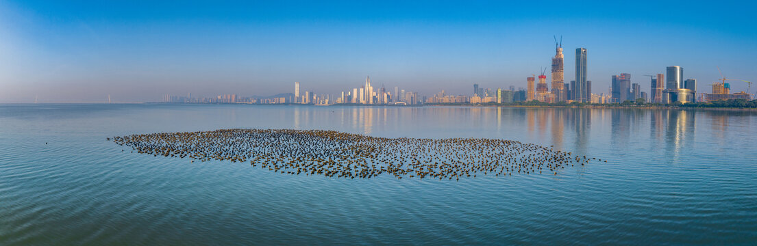 深圳湾鸬鹚全景图