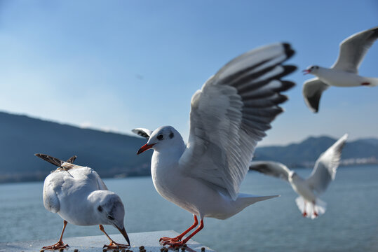 西伯利亚海鸥