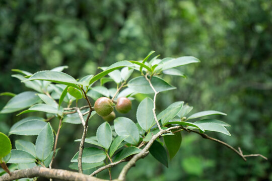 茶子树