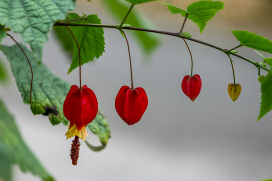 红萼苘麻花