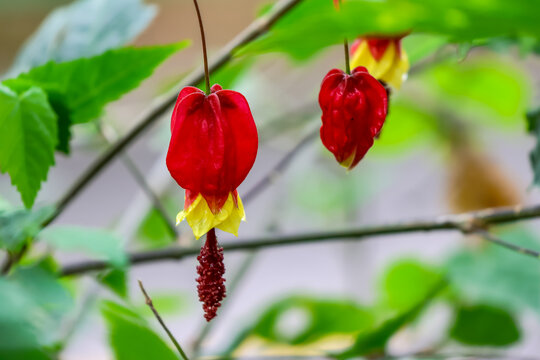 红萼苘麻花