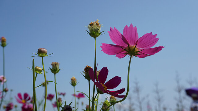 格桑花