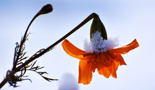 雪地菊花