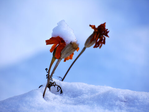 雪中菊花