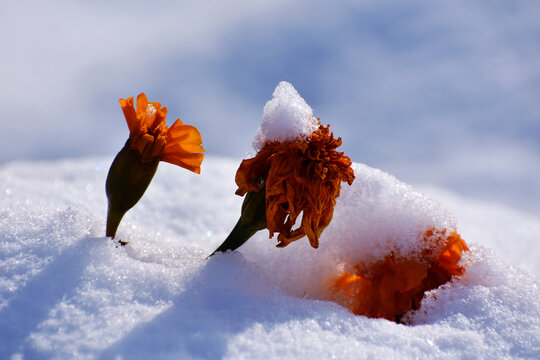 雪中菊花