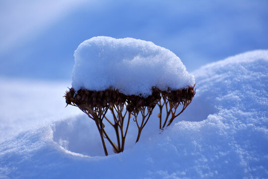 大雪