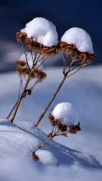 雪地