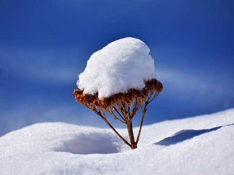 雪景