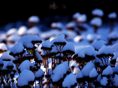 下雪