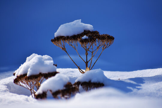 雪地