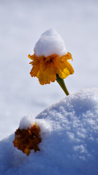 雪中花