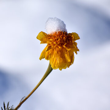 雪中花