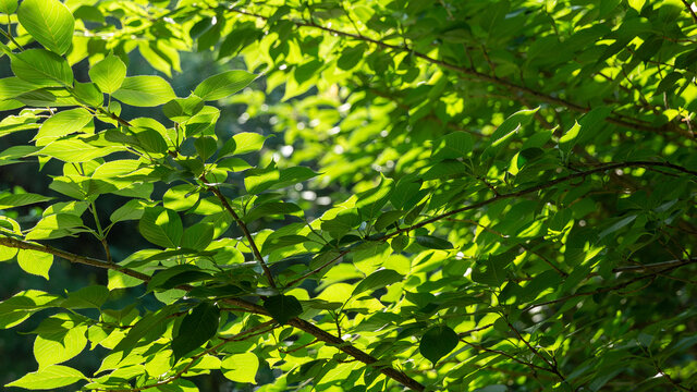 夏日暖阳领春木绿色树叶
