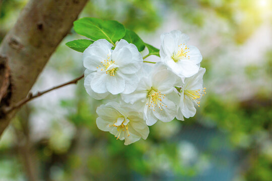 盛开的湖北海棠花