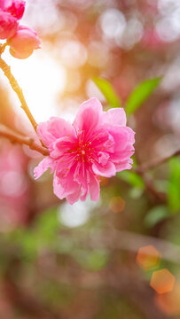 日本晚樱樱花