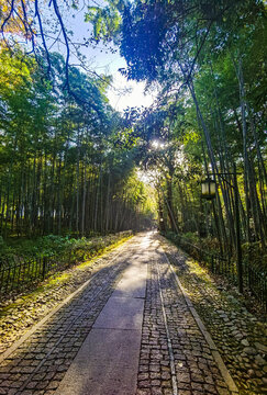 竹林野径