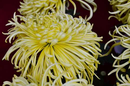 黄色线菊花