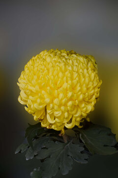 黄色绣球菊花
