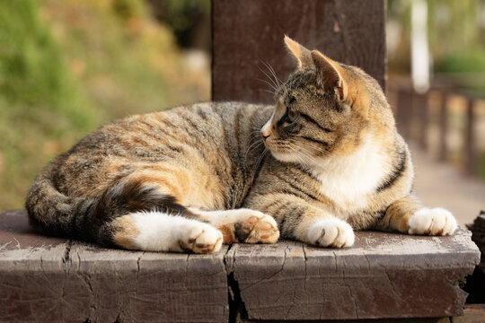 可爱的小猫图片