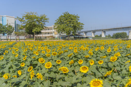 向日葵花海