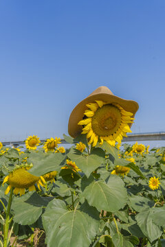 向日葵花海