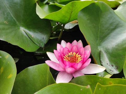 睡莲蜜蜂