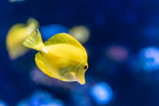 水族馆的观赏鱼