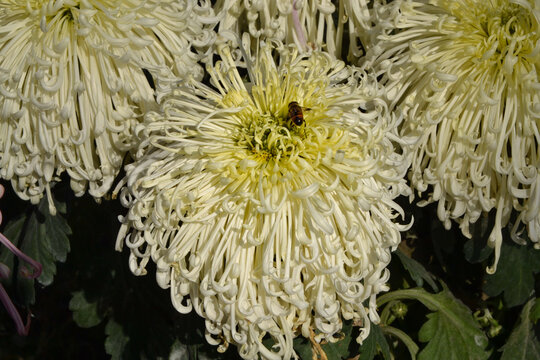 白色线菊花