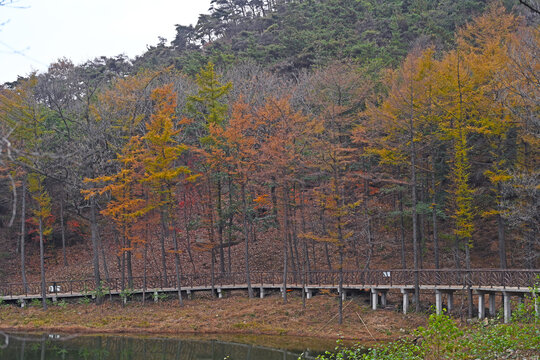 龟蒙山栈道秋景