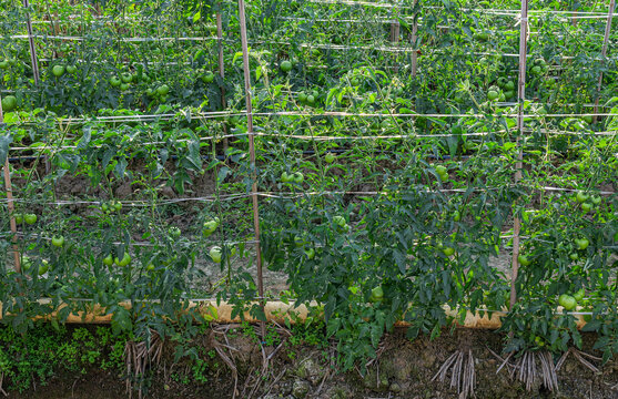 西红柿采摘园