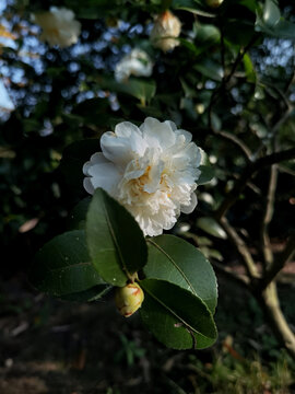 白茶花朵