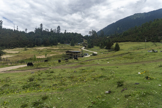 青藏高原草地