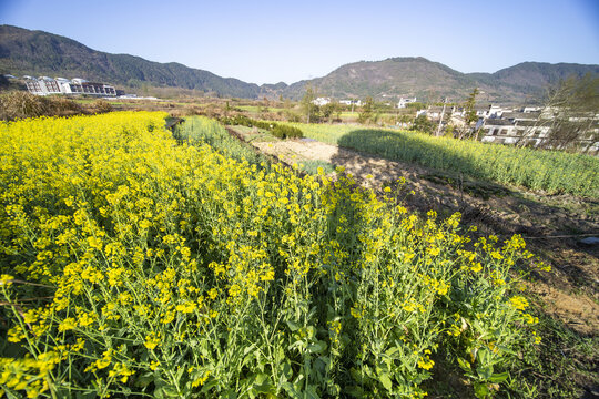 皖南山村春天