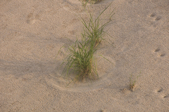 沙地小草