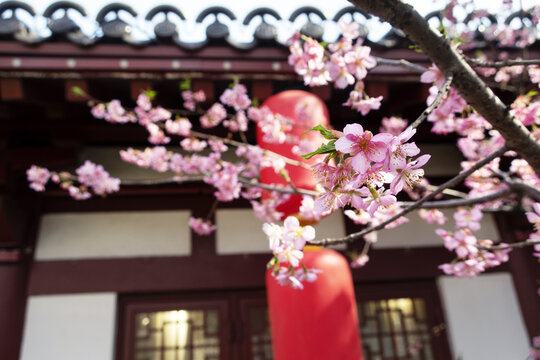樱花