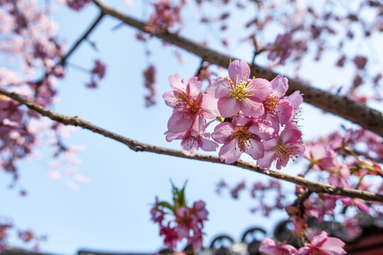 樱花