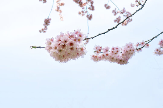 樱花