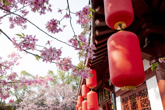 樱花