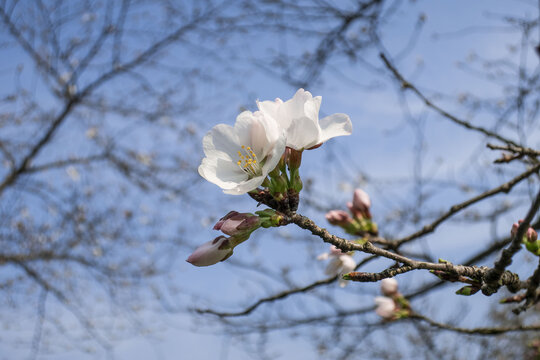 樱花