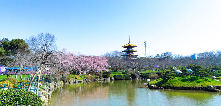 东湖樱花园