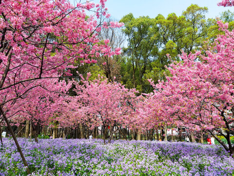 东湖樱花园