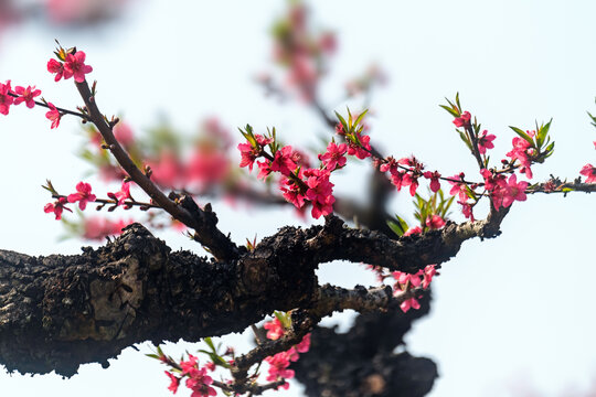 连平上坪桃花