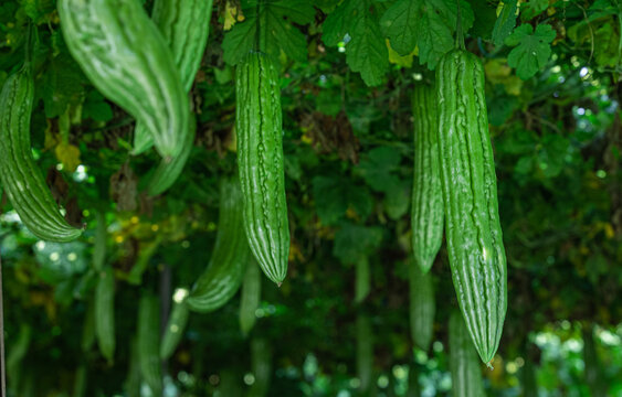 凉瓜种植