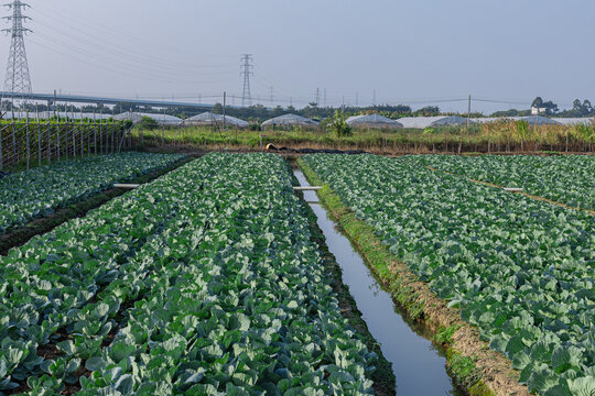 包心菜基地